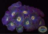 Moseleya latistellata „Golden Eye“ WYSIWYG