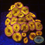 Krustenanemonen „Chiquita“ WYSIWYG „AD Special“