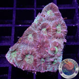 Favia spp. „Groggy“ WYSIWYG