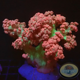 Dendronephthya spp. „Tree of Life“ WYSIWYG „AD Special“