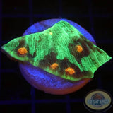 Echinophyllia spp. „Raja Rampage“ WYSIWYG