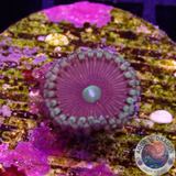 Krustenanemonen „Gobstopper“ WYSIWYG
