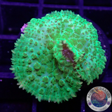 Rhodactis spp. „Toxic“