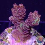 Acropora spp. „Blossom“ WYSIWYG