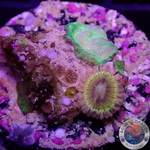 Krustenanemonen „Lemon Heads & Pavona“ WYSIWYG „AD Special“