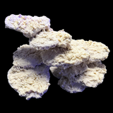 The Polyp Pros Reef Scape #2