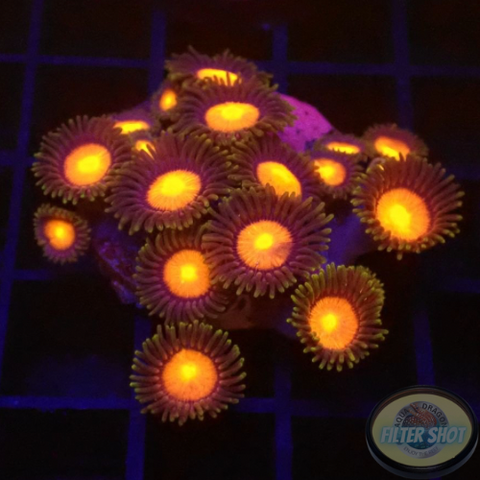 Krustenanemonen „Hawaiian Sunset“ WYSIWYG