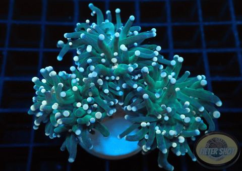 Euphyllia glabrescens „GC“ WYSIWYG