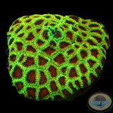 Favia spp. „Christmas“ WYSIWYG