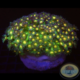 Goniopora spp. „Rasta“ WYSIWYG