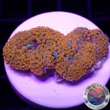 Ricordea florida „Shyne“ WYSIWYG „AD Special“