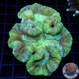 Trachyphyllia geoffroyi „Rainbow Cross“ WYSIWYG