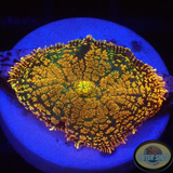 Rhodactis spp. „Gold Flake“ WYSIWYG „AD Special“