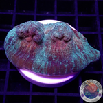Mycedium spp. „Space Jam“ WYSIWYG „AD Special“