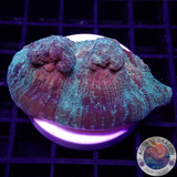 Mycedium spp. „Space Jam“ WYSIWYG „AD Special“