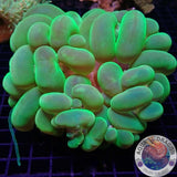 Plerogyra sinuosa „Wabbel Bubble“ WYSIWYG