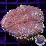 Rhodactis spp. „Constellation“ WYSIWYG