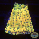 Montipora spp. „Crazy T“ AD Special