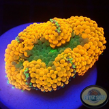 Ricordea florida „Shyne“ WYSIWYG „AD Special“