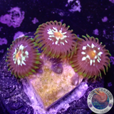 Krustenanemonen „Stargazer“