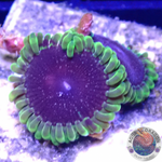 Krustenanemonen „Thermosphere“ AD Special“