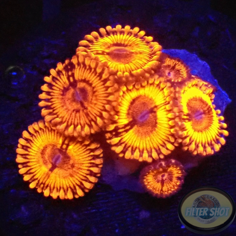 Krustenanemonen „Eye of Sauron“ WYSIWYG