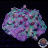 Mycedium spp. „Rage Machine“ WYSIWYG