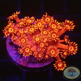Goniopora spp. „Rose Eye“ WYSIWYG