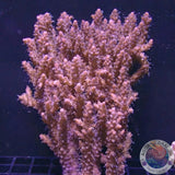 Acropora spp. „The Bush“ WYSIWYG