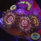 Krustenanemonen „Queen of the South“ WYSIWYG