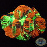 Trachyphyllia spp. „Dracula“ WYSIWYG