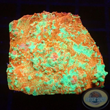 Echinophyllia spp. „Murder Case“ WYSIWYG „AD Special“