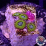 Krustenanemonen „Pikachu“ WYSIWYG „AD Special“