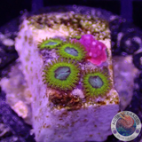 Krustenanemonen „Pikachu“ WYSIWYG „AD Special“