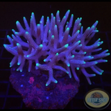 Seriatopora hystryx „Pink Torn“ WYSIWYG „AD Special“