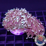 Euphyllia glabrescens „Grinch“