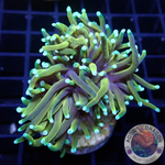 Euphyllia glabrescens „Master Torch“ WYSIWYG