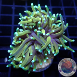 Euphyllia glabrescens „Master Torch“ WYSIWYG