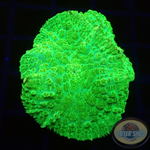 Rhodactis spp. „Toxic“ WYSIWYG