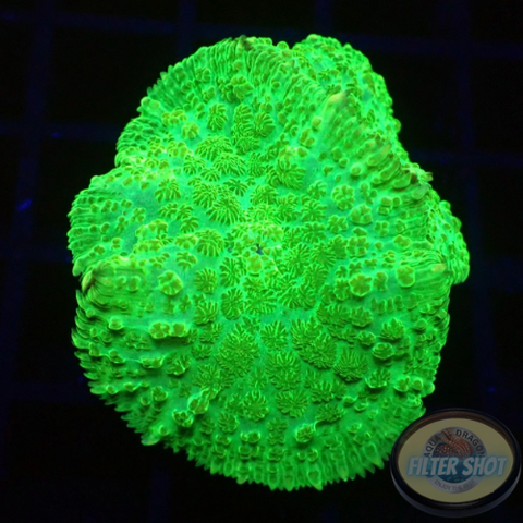 Rhodactis spp. „Toxic“ WYSIWYG