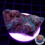 Mycedium spp. „Space Jam“ WYSIWYG „AD Special“