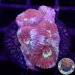 Dipsastraea spp. „Rainbow Massacre“ WYSIWYG „AD Special“