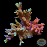 Montipora samarensis „Double Trouble“ WYSIWYG „AD Special“