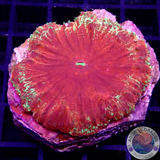 Blastomussa vivida „Jumbo Flambés“ WYSIWYG