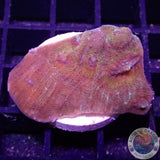 Echinophyllia spp. „Saturn Ring“