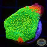Montipora spp. „Grafted“ WYSIWYG