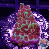 Montipora spp. „Jedi Mind Trick“ AD Special