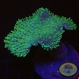 Sarcophyton spp. „Hedgehog“