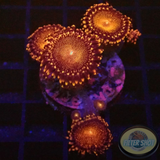 Krustenanemonen „Campfire“ WYSIWYG „AD Special“