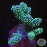 Sinularia mollis „Fluffy Leather“